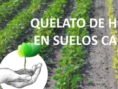Por qué Usar Quelatos de Hierro en Suelos Calizos: Beneficios y Recomendaciones